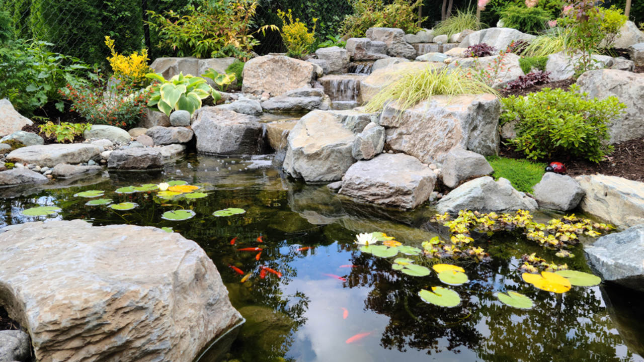 ecosystem pond with fish